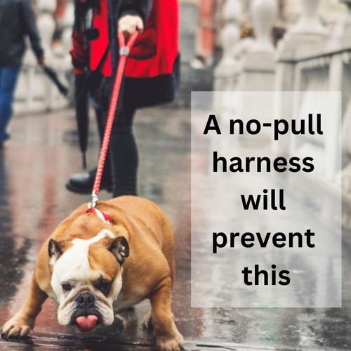 Dog collar & leash set with no-pull harness, bandana, bow tie and poop bag - Picture 4 of 12
