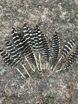Feathers, Wild Eastern Turkey, Wing Feathers
