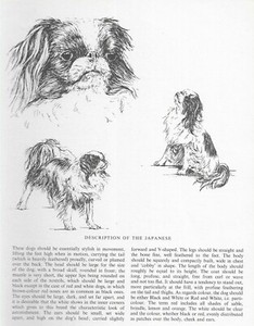 Japanese Spaniel / Chin Sketch - CUSTOM MATTED - 1963 Vintage Dog Art Print