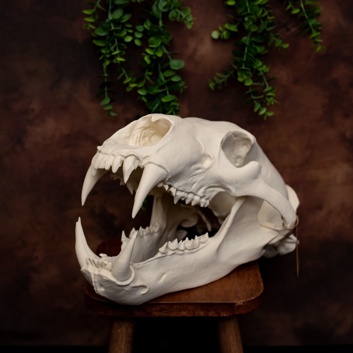 Life-Size 3D Polar bear Skull – unpainted bone colour Fossil