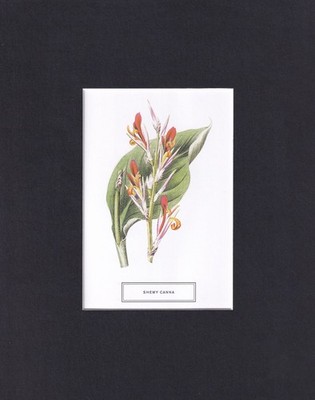 8X10 Matted Print Picture Art, New York Botanical Garden: Shewy Canna