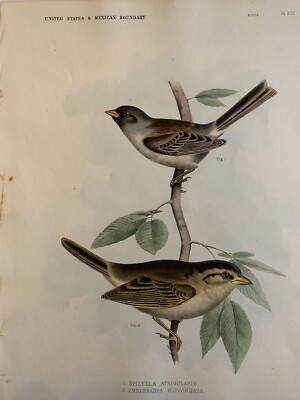 1859 Hand Colored Print Of 2 Sparrows Plate XVII   U.S. & Mexican Boundary  