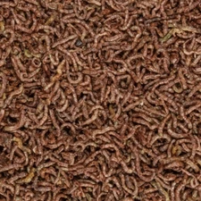 Freeze Dried Whole Bloodworms - Everything Aquatic