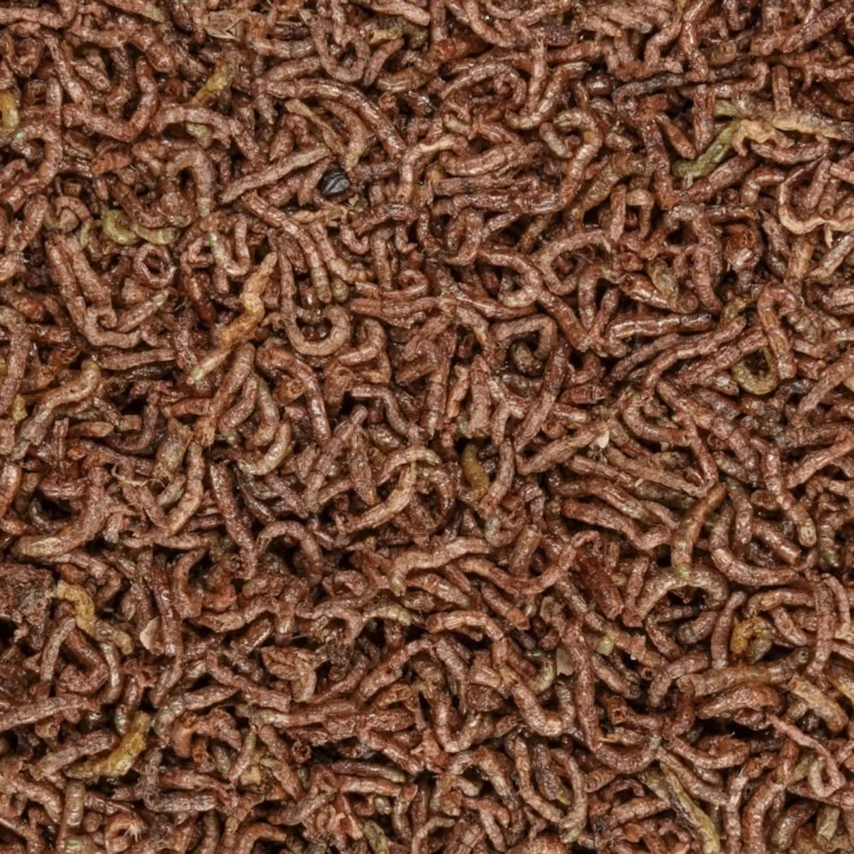 Freeze Dried Whole Bloodworms - Everything Aquatic