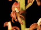 Liparis grossa Liparis Potted Flowering Orchid Orange Flowers Taiwan Origin — photo 5