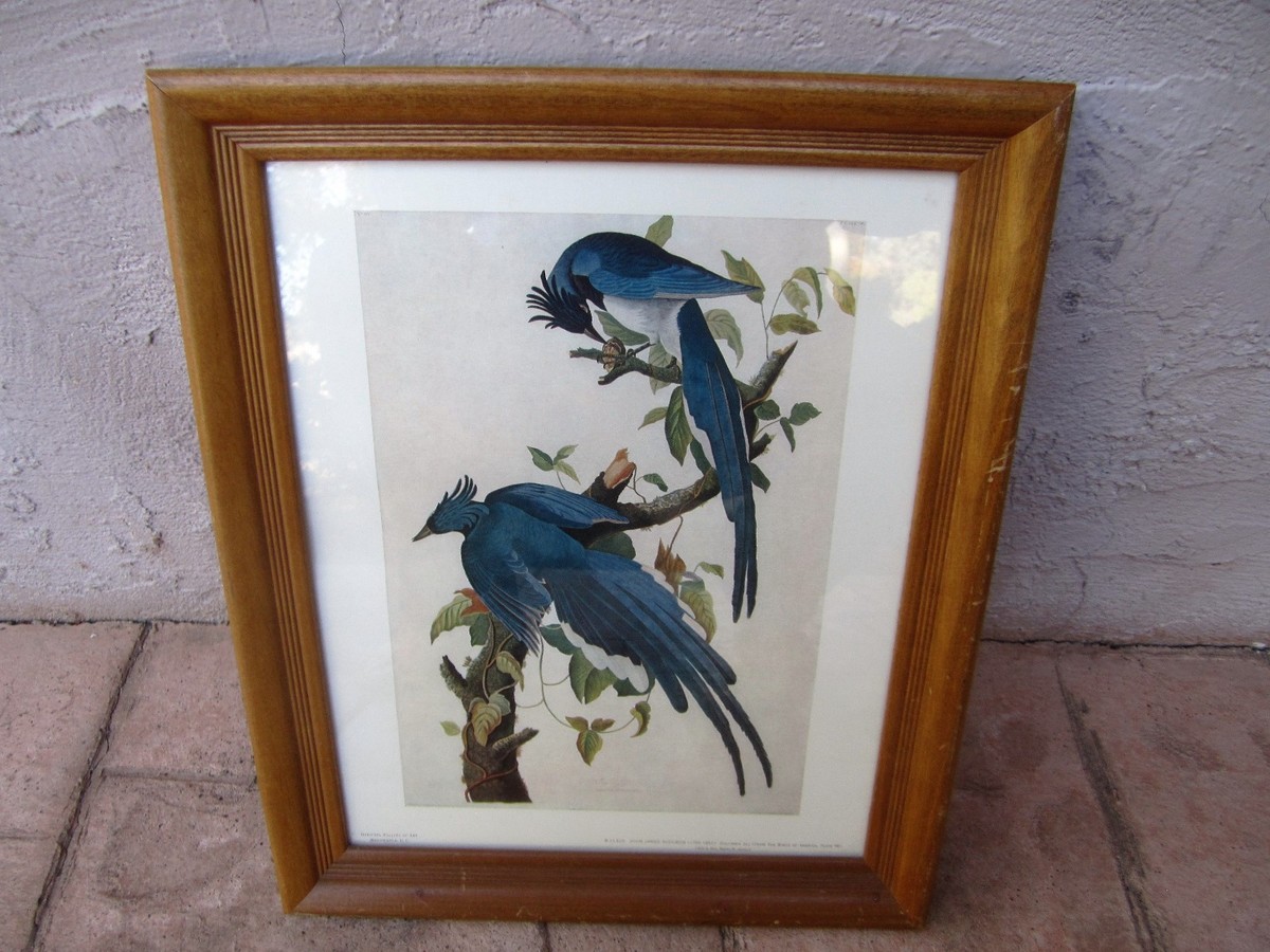 JOHN JAMES AUDUBON COLUMBIA JAY FROM THE BIRDS OF AMERICA PLATE 96