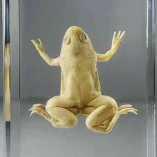 Albino African Clawed Frog in Resin, Oddities, Curiosities, Xenopus Laevis