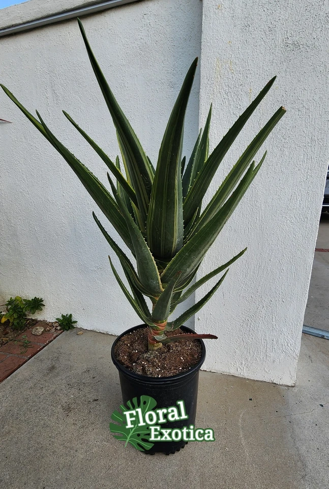 Variegated Aloe Hercule - Large Specimen - US Seller - Image 3 of 4