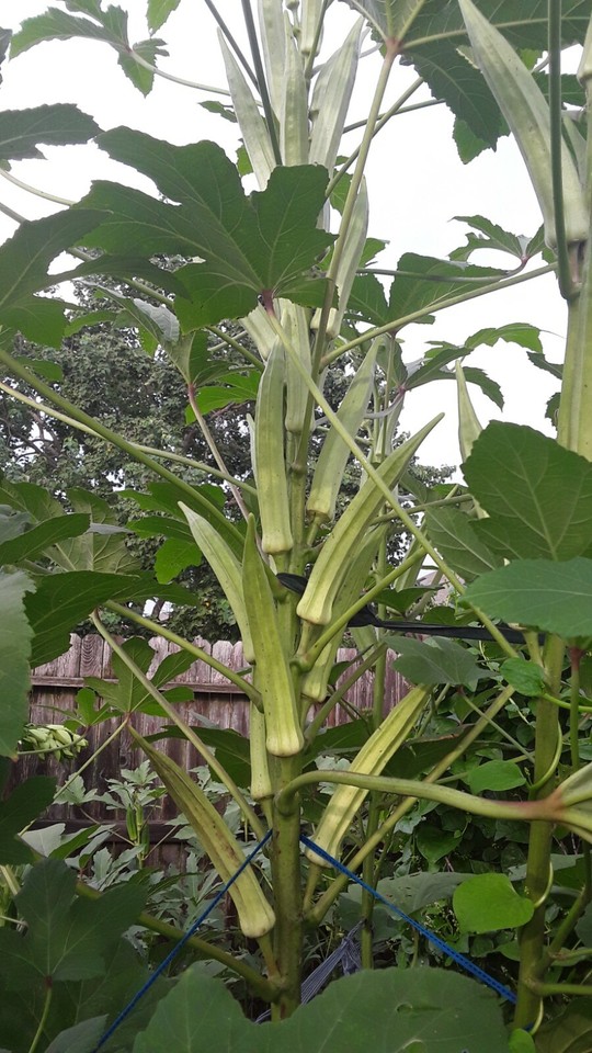 80+ Texas Longhorn Okra Seeds Green Cowhorn Type Okra Super Prolific eBay
