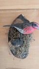 Mounted gray-crowned rosy finch Hand Carved Painted and Signed  Robert Kurkewicz — photo 4