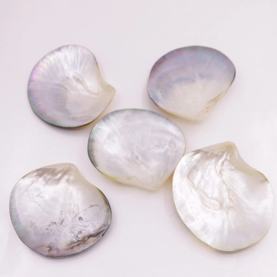 5 PCS 70mm-80mm  Shell Natural Mother of Pearl No Hole Collectibles - Image 2 of 4