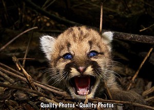 Mountain Lion Cub 8 5x11 Photo Print Bright Eyes Baby Cougar Puma Kitten Cat Ebay