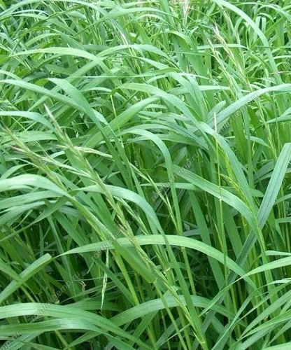 Sorghum drummondii,200 Sudan grass seёds,Sorghum grass, Produced in UKRAINE -138