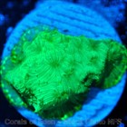Corals of Eden WYSIWYG Live Coral Frag ~ Aurora Borealis Leptoseris Coral SPS — photo 5