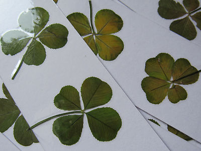 Idee Cadeau Un Veritable Trefle A 4 Feuilles Porte Bonheur Ebay Idee Cadeau Un Veritable Trefle A 4 Feuilles Porte Bonheur Ebay