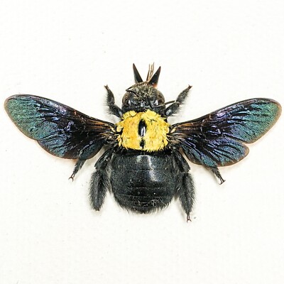 Yellow Spot Carpenter Bee specimen Xylocopa aestuans craft natural