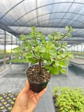 Jade Portulacaria | Bonsai Dwarf Jade Live Indoor & Outdoor Succulent in 4" Pot
