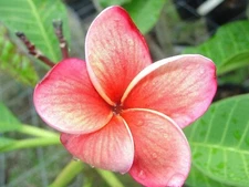 5 Orange Pink Plumeria Seeds Plants Flower Lei Hawaiian Perennial Bloom Seed