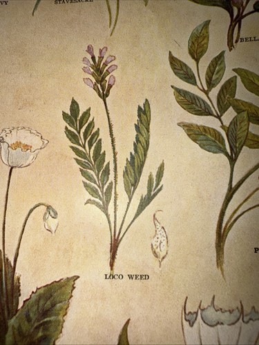 POISONOUS PLANTS DRAWINGS BY FLEMING COLOR PLATE FROM 1913 M WEBSTER DICTIONARY - Picture 8 of 20