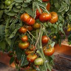Chocolate Stripes Tomate 10 Stck frische Samen Tomatensamen Bio Erbstck