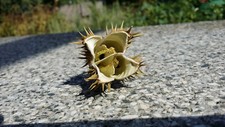 10g gerebelte Stechapfel Samenkapseln - Datura Stramonium - Raucherqualit&auml;t 2024