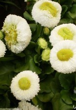 ♫ PAQUERETTE 'Pomponette Blanche' ♫ Graines ♫ Plante Ornementale de Rocaille ♫