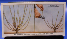 1938 W.D. & H.O. Wills Garden Hints #35 Pruning Young Red Currant Bushes GD/VG