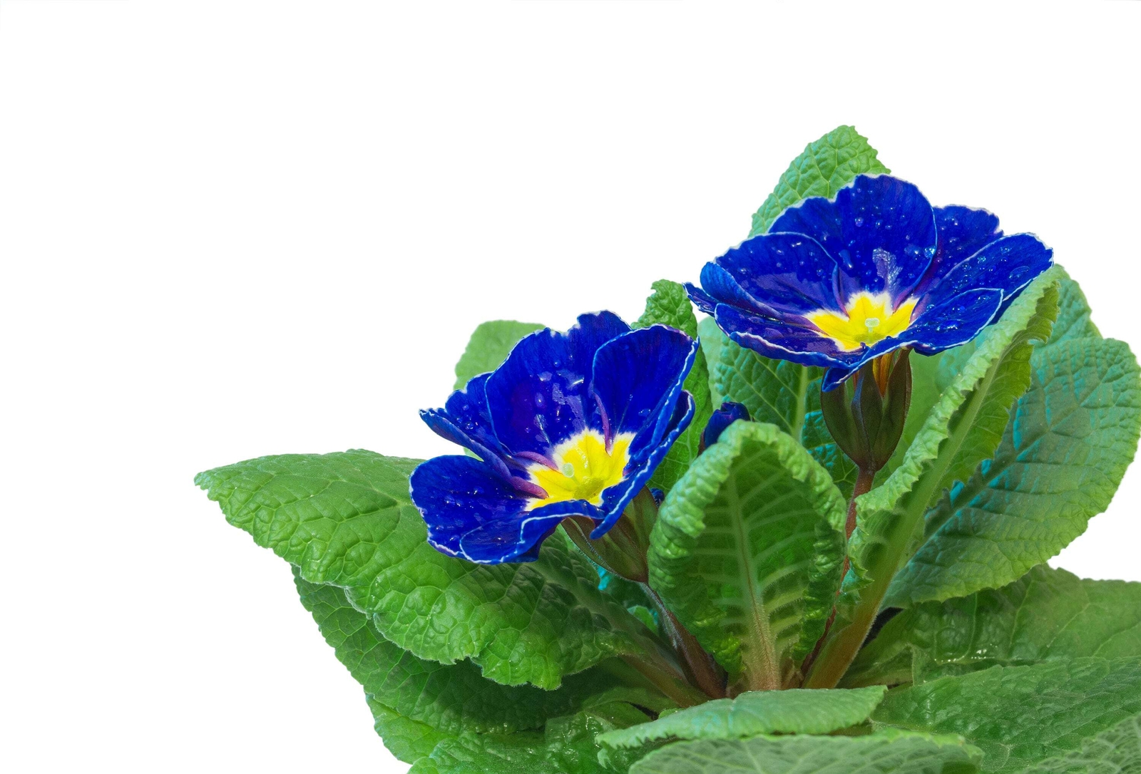 15 Accord BLUE ENGLISH PRIMROSE Primula Vulgaris Shade Houseplant Flower Seeds