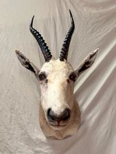 White Blesbok Taxidermy Mount Head – African Antelope – Pre-Owned Good Condition