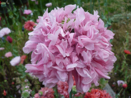 Cimelio antico mix botanico som. Semi di papavero 1000+ PoppyQueen 🙂 - Foto 20 di 24