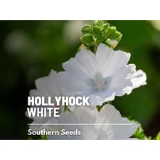 White Musk Mallow Hollyhock Seeds, Heirloom Medicinal Flower, USA Grown