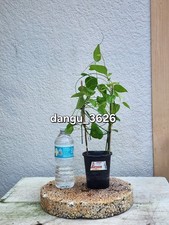 Sng Sm Vine-green Grass Jelly Plant 5-10 Rare Tropical Herbal Vine Organic