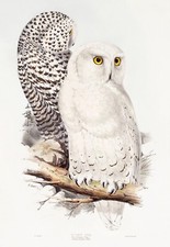 Snowy Owl John Gould Bird Wall Art Print Picture Poster A3 A4 A5