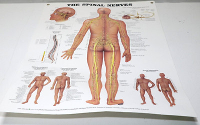 Anatomical Chart Company:Spinal Nerves/Die Wirbelsäulennerven,Maße: 50,8 x 66 cm
