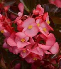 Begonia Megawatt Rose Brz Leaf   1,000 seeds