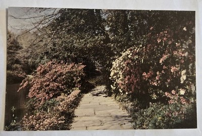 Azalea Lined Path Bellingrath Gardens near Mobile Alabama Vtg Unused Postcard M8