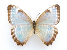 FANTASTIC MORPHO  PORTIS THAMYRIS   FEMALE NYMPHALIIDAE NYMPHALIDAE BRAZIL