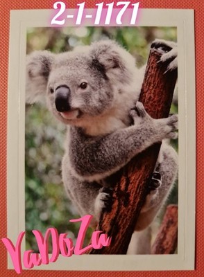 Abenteuer  Tierwelt  - Koala - REWE