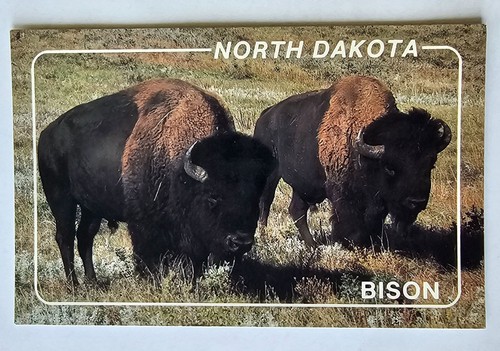 Postcard North Dakota Bison Buffalo Theodore Roosevelt National Park USA - 第 1/3 張圖片