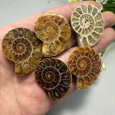 5PC TOP Natural Ammonite fossil conch crystal specimen healing care