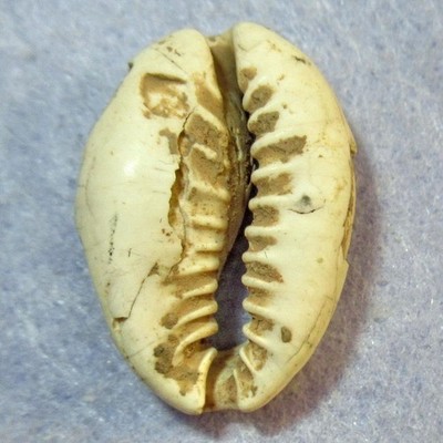 Hartill 1.1 ANCIENT CHINA Cowry shell money Earliest Coin Shang Dy. 1766-1154 BC