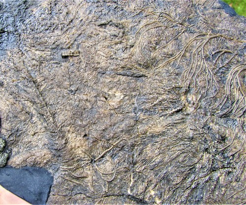 Huge 255mm uncommon crinoid colony Pentacrinites Charmouth Jurassic Coast UK - Picture 10 of 11