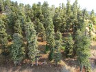 N Scale Handcrafted Forest (approx 22 sq. ft. of various densities) — photo 3