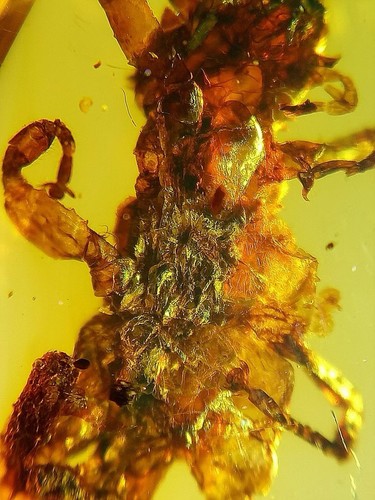 Fossil amber Insect Burmese burmite Cretaceous Rare Mantophasmatidae Myanmar - Picture 8 of 11