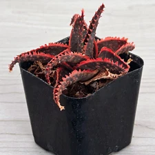 Succulent Live Plant - Aloe : Christmas Sleigh - In 2" Pot