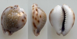 Conchiglia Shell : cypraea lamarckii redimita calloused