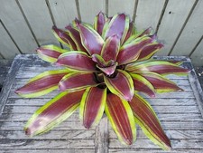Neoregelia 'Namaskar' rare bromeliad 6''pot