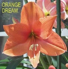 ORANGE DREAM AMARYLLIS HIPPEASTRUM - 1 Bulb - 16 cm