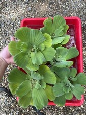 WEEKLY SALE 6 Water Lettuce Jumbo 5-7 Koi Pond Floating Plants Algae Shade