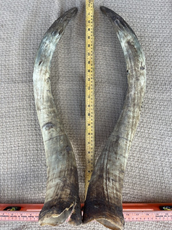 Rustic Man Cave Antler Steer Watusi Cow Long Horn Cowboy Taxidermy Medieval USA